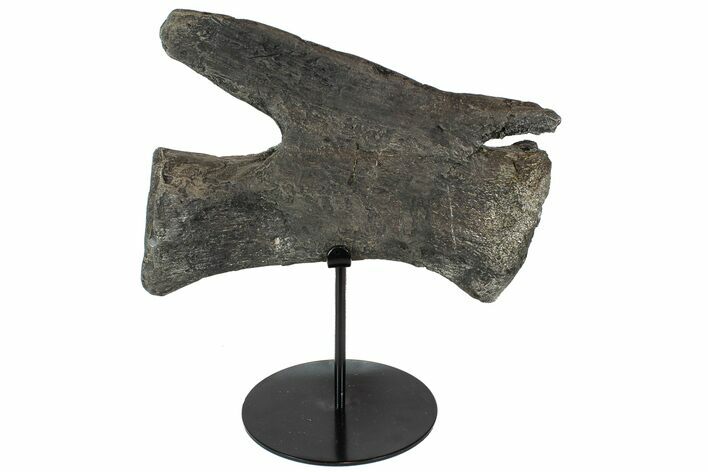 Dinosaur (Diplodocus) Caudal Vertebrae - Metal Stand #77919